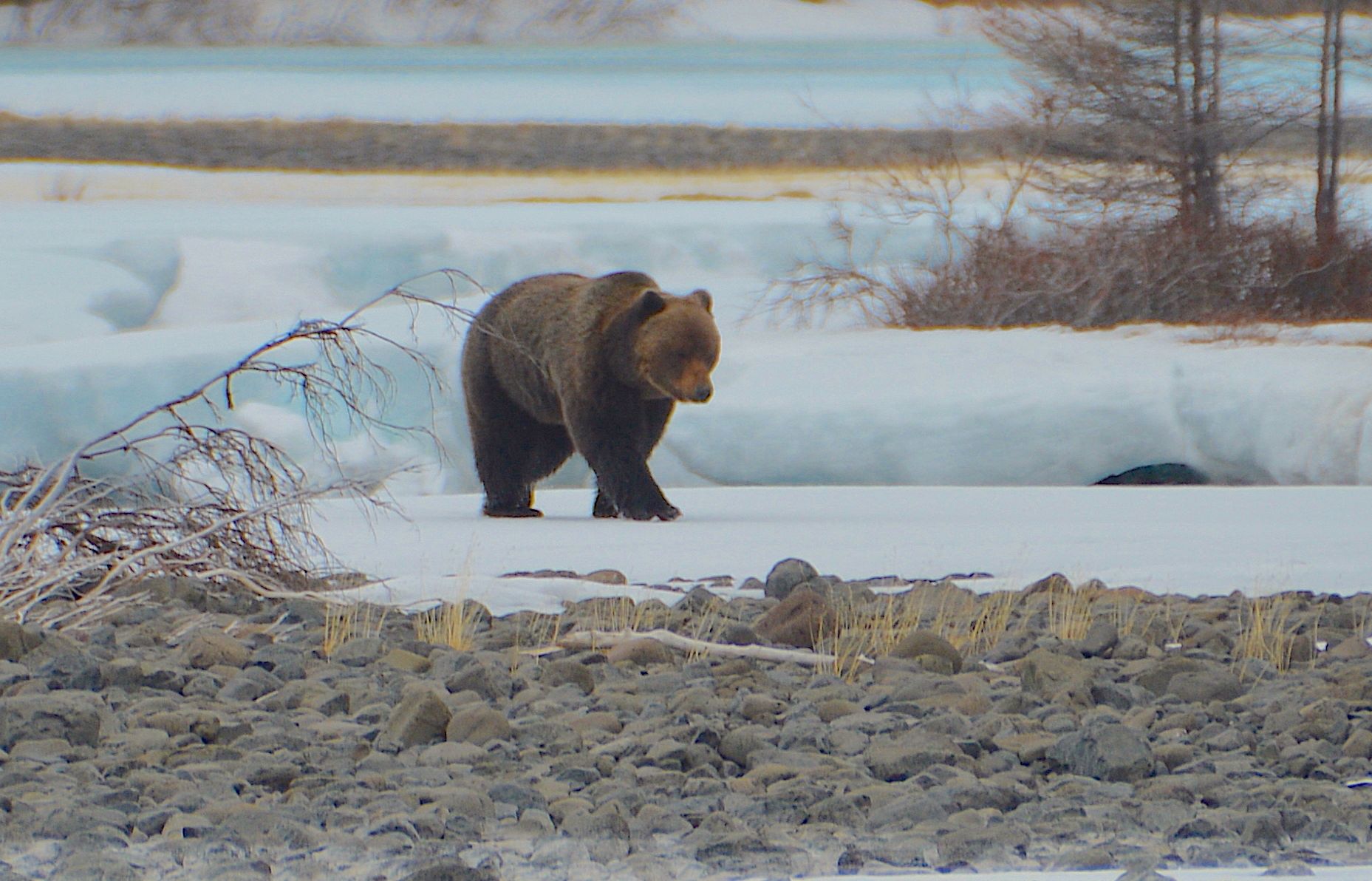 Медведь бурый Животный мир и природа Красноярского края